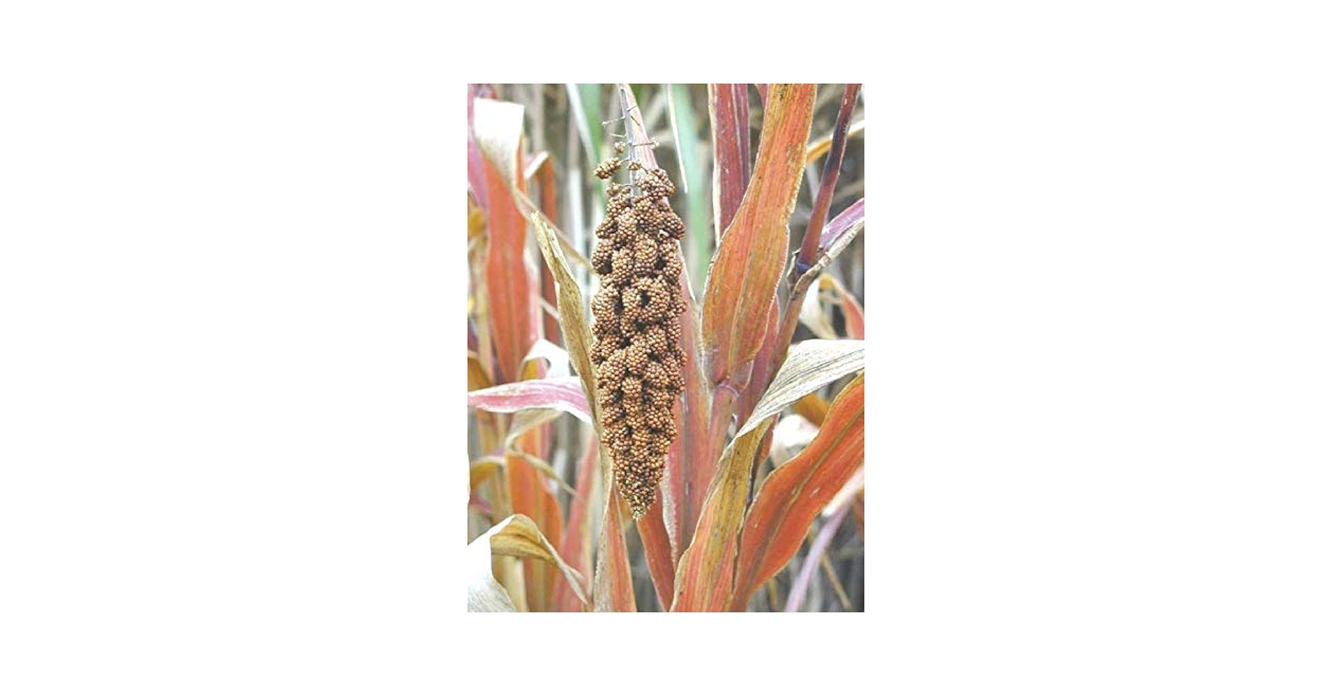 Amazon.com : Japanese Millet - Makes Great Seed-Heads for