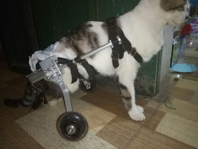 Amazon | 犬用車椅子 犬の歩行器 犬用2輪歩行器 後肢 リハビリ 犬用
