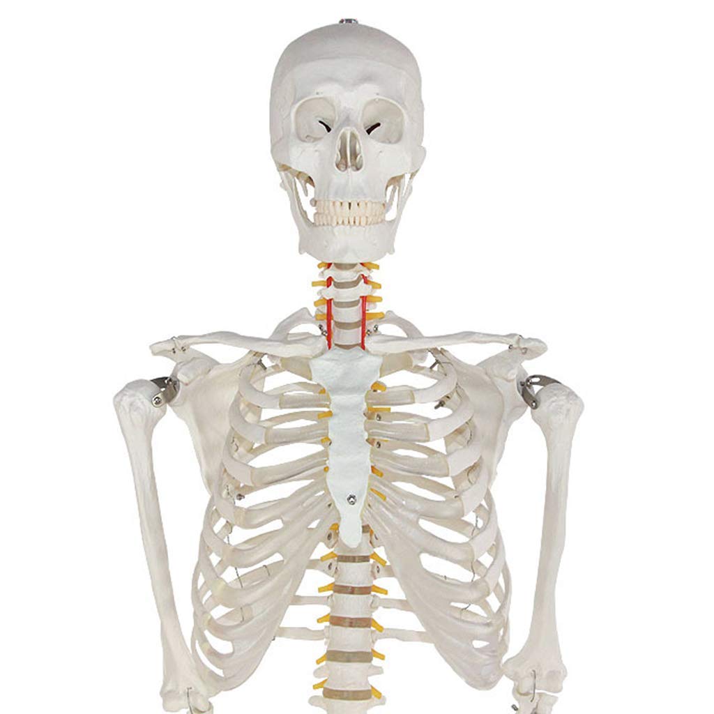 Amazon.co.jp: 175CM人間の骨格モデル全身の骨標本人間の骨モデル解剖 