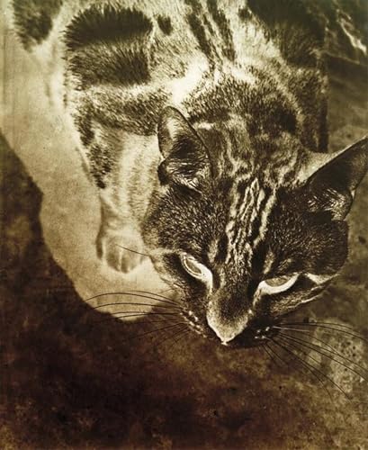 Art Tableau Katze Laszlo Moholy Nagy Impression d'Art Toile Murale 60x90