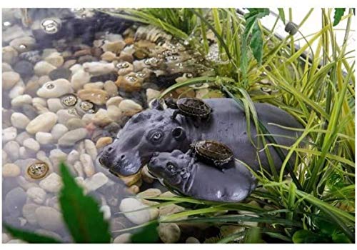 Exo Terra Tortues 1 unité 4000 g