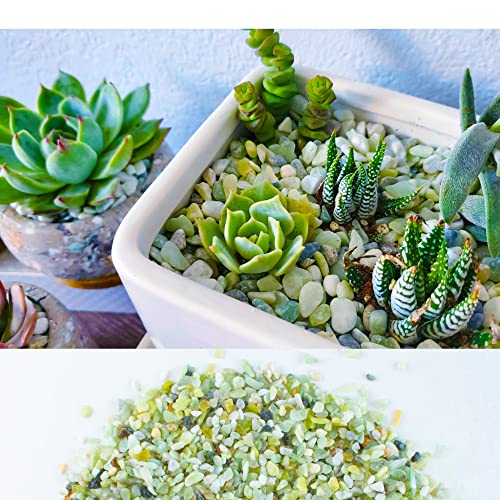 Image of 18lb Jade Bean Pebbles,1 /4 Inch Cactus Bonsai DIY Rocks, Natural Succulent Rock and River Rocks Decorative for Aquariums, Vases, Terrarium, Outdoor Gardening, Top Dressing for Potted Plants
