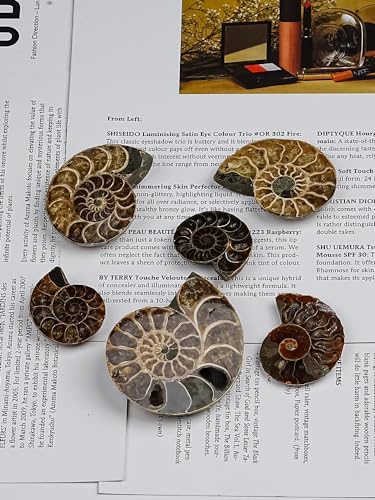 image for TPDLW Ammonite Fossils, 2PCS Natural Ammonite Fossils for Display and 