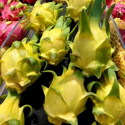semillas del dragón orgánicas, invernaderos de balcón Hylocereus undatus, enanos resistentes jardín arbustos regalos para jardineros balcón variedades 200pcs