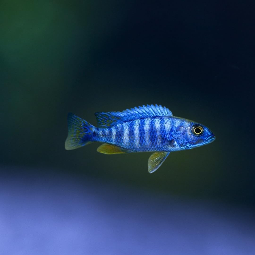 Amazon | アーリー 4cm±｜熱帯魚・アフリカンシクリッドの仲間