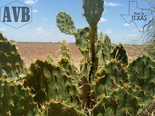 Texas Prickly Pear Cactus - 2 Pads - Iconic ✿ Useful ✿ Die Hard ✿ Succulent