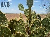 Texas Prickly Pear Cactus - 12 Pads - Iconic ✿ Useful ✿ Die Hard ✿ Succulent