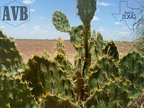 Texas Prickly Pear Cactus - 2 Pads - Iconic ✿ Useful ✿ Die Hard ✿ Succulent #TOP11