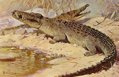 Peinture Crocodile du Nil Kuhnert affiche decorative 60x90cm