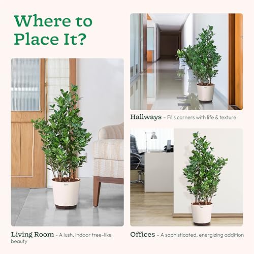 Image of UGAOO Ficus Moclame Plant - XL | Indoor Plant with Pot | Live Plants for Home & Living Room | Indoor Plants for Home Decor | Plants for Home