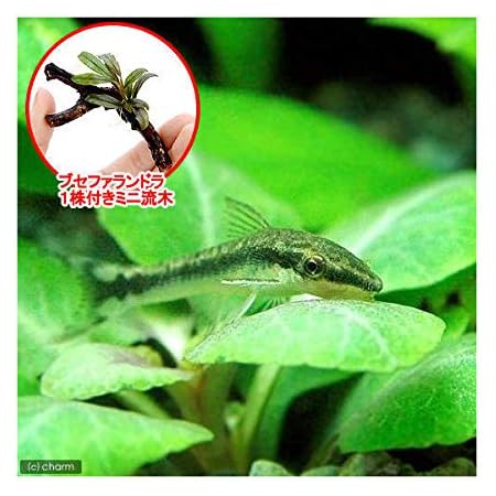 Amazon 熱帯魚 水草 オトシンクルス ３匹 おまかせブセファランドラ１株付きミニ流木 無農薬 １個 北海道 九州 沖縄航空便要保温 Charm チャーム 生体水草 通販