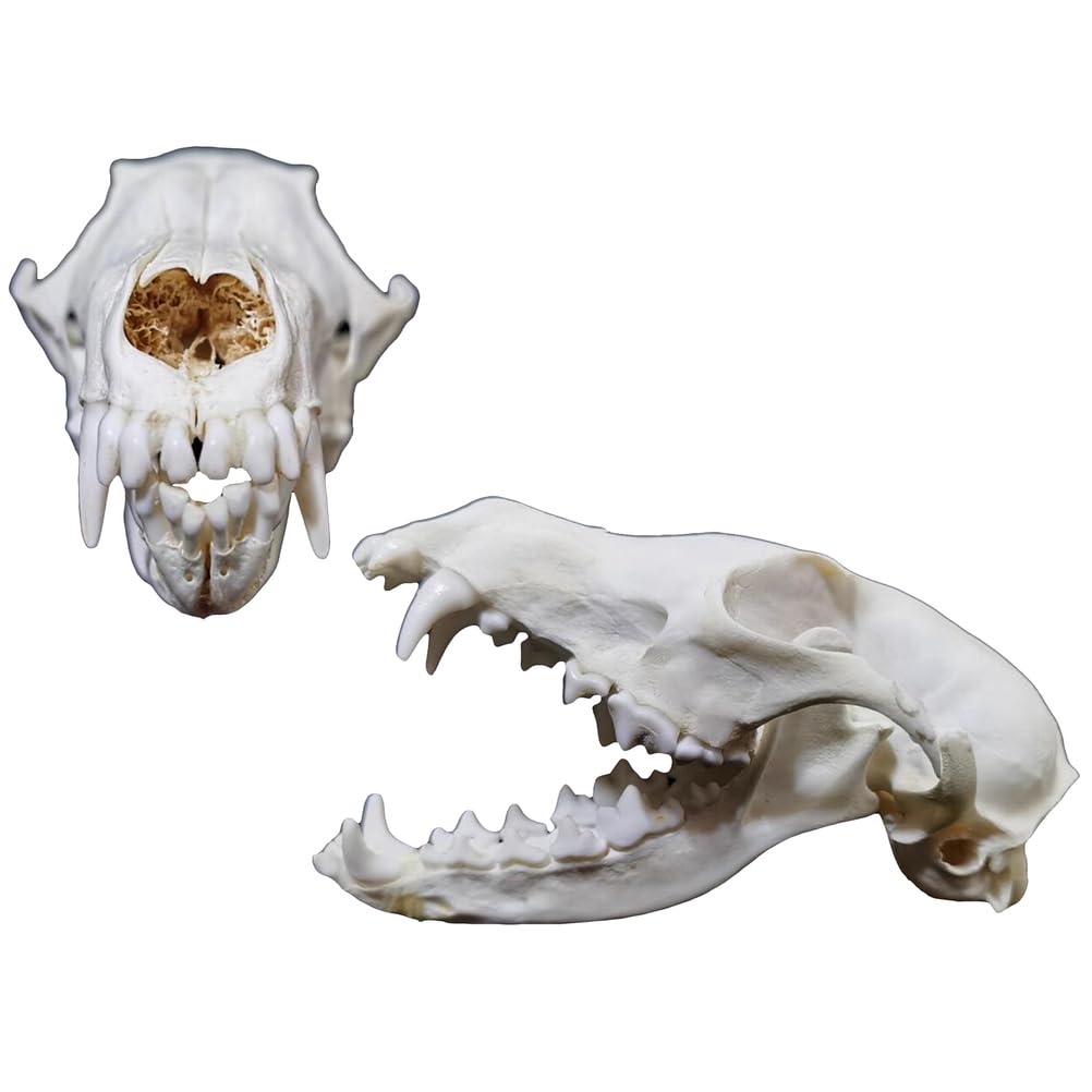 Echte Fuchs Schädel Replik - 1:1 Lebensgröße Tier Schädel Modell - Fuchs Tier Taxidermy Supplies Art Bone Modell - für Home Bar Dekorative 'Hallween Dekoration Requisiten