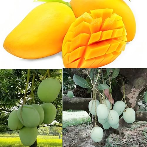 Image of Combo 2 ''Bhagalpuri Mango Tree Hybrid inch Original Desi Delicious Huge Productivity Rare Mango Fruit Grafted Live Plant Plant For Home Garden