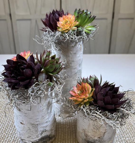 Miniatura 8 de Juego de portavelas de madera de abedul blanco rústico, decoración de centro de mesa de troncos naturales para bodas, vacaciones o uso diario, juego