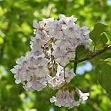 Como de los árboles bonsái y paisajísticos más populares del mundo, los árboles proporcionan una barrera natural contra los fuertes vientos, el calor y el ruido.