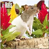 Rats 2014 - Ratten: Original BrownTrout-Kalender [Mehrsprachig] [Kalender] (Wall-Kalender)