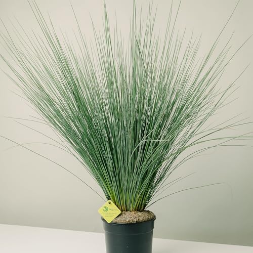 Plantì JUNCUS EFFUSUS Pianta acquatica per esterno, vaso da 19 cm. Piante vere per giardini e bordi d'acqua con foglie bluastre e forme eleganti. 6 mesi di concimazione inclusi.