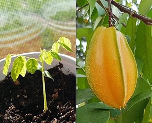 50pcs Star Fruit Seed