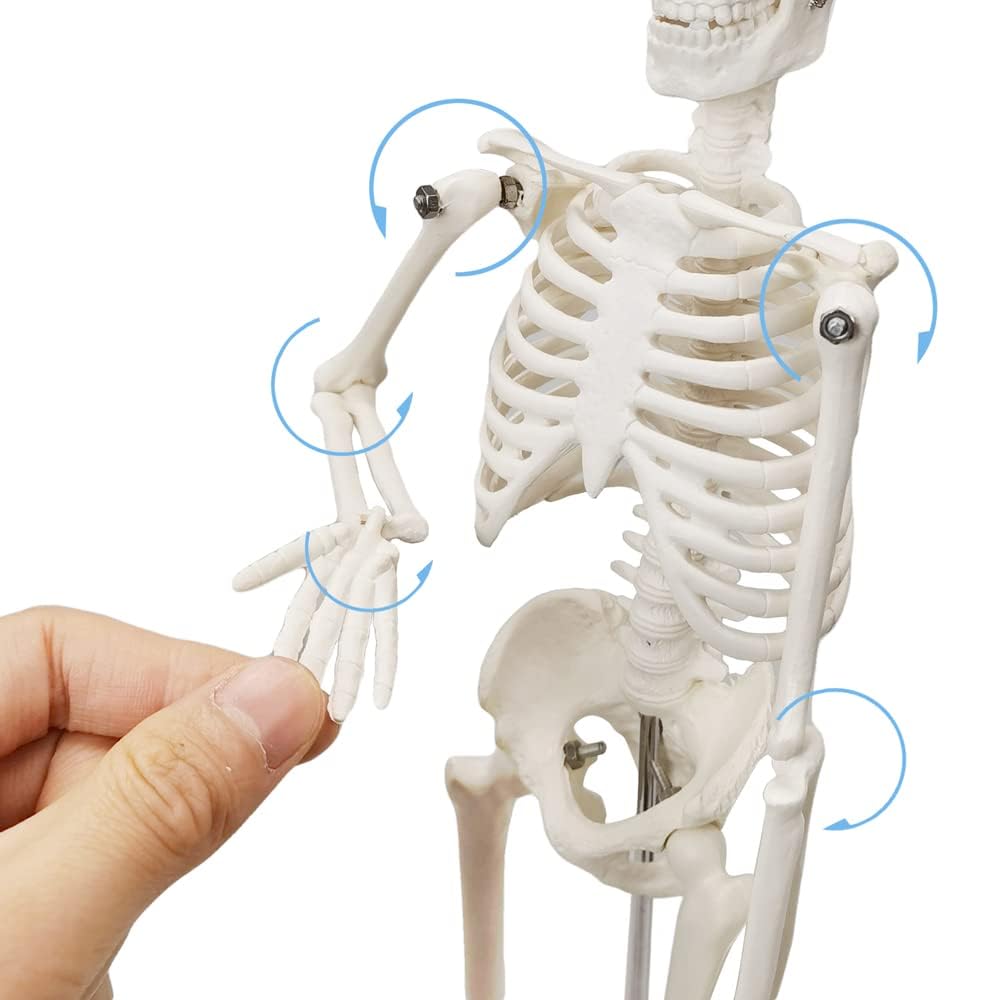 45 cm Hoch Menschliches Skelett Modell für Anatomie,Menschliches Körpermodell,Ganzkörper mit beweglichen Armen, Beinknochenstrukturen, Ganze Wirbelsäulenrippen des Skelettmodells sind integriert