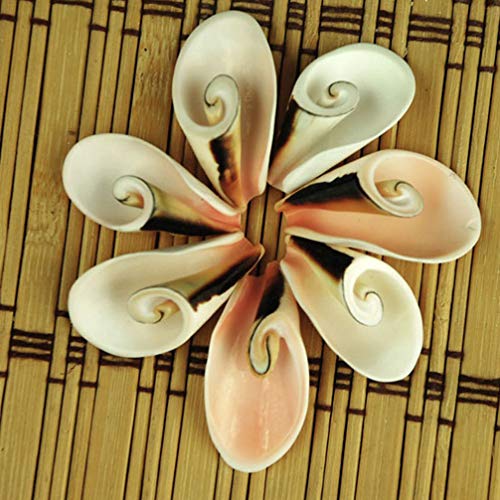 Exceart 20 peças de pequenos caracol concha, cascas de caranguejo ermita, acessórios de artesanato n