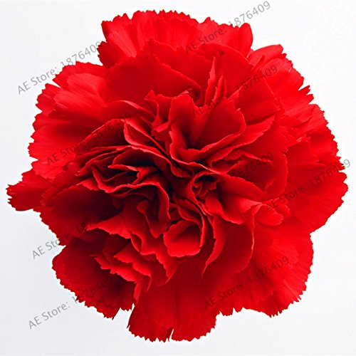 Graines d'oeillet Bonsaï Dianthus caryophyllus Fleurs Graines pour plantes de jardin DIY à la maison Paquet de 500 graines