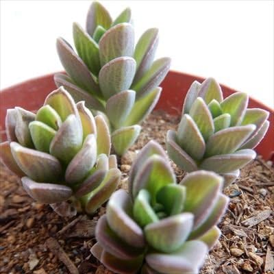 Amazon Co Jp Kfプレクトランサス サルコステムモイデス 多肉植物 プレクトランサス 7 5cmポット Diy 工具 ガーデン