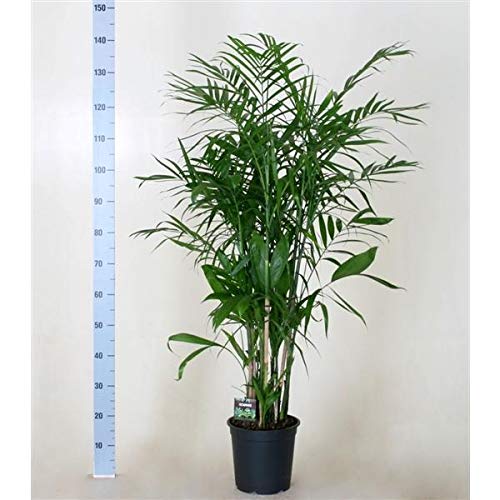 Chamaedorea seifrizii 120-140 cm – Bambuspalme, Pflegeleichte Zimmerpflanze für Zuhause, Dekorative Grünpflanze