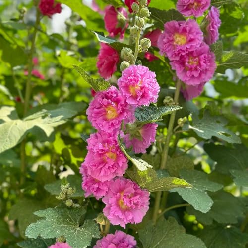 semi di malvarosa resistente - vecchie varietà decorazione giardino 800pcs