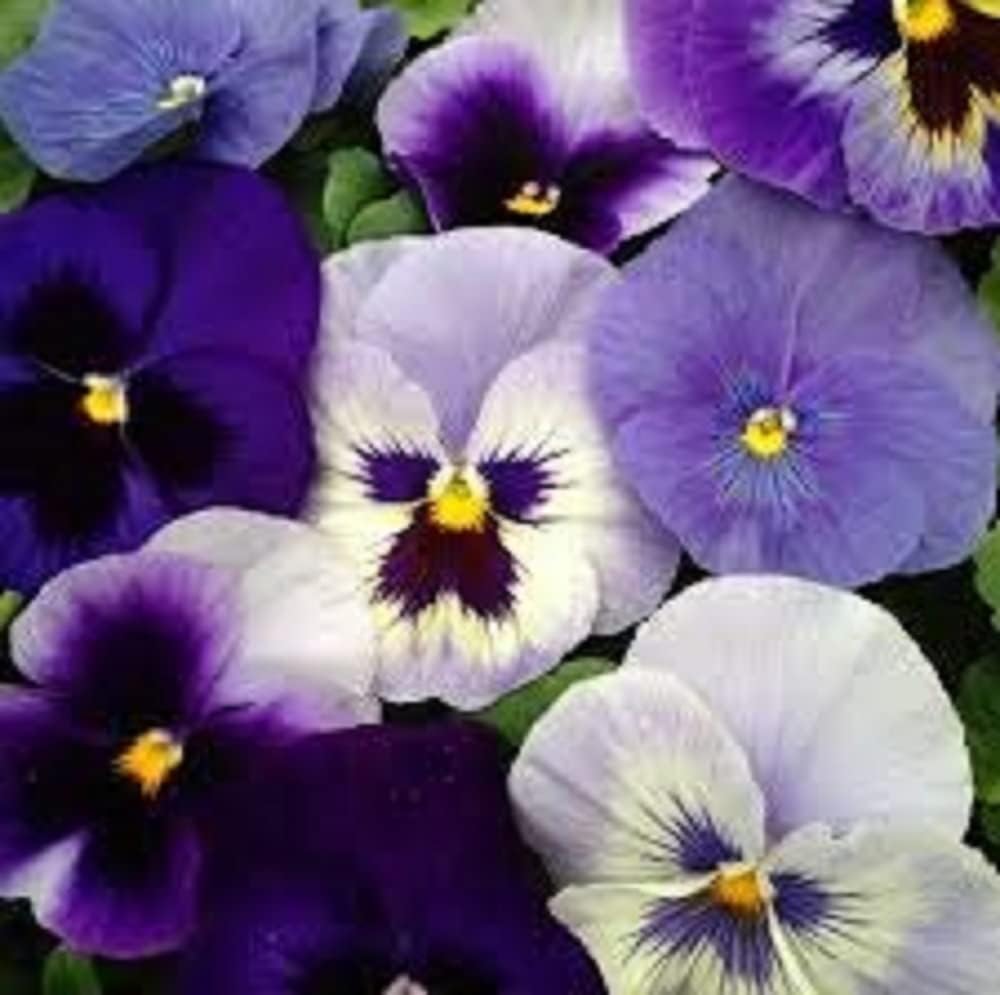 Flowering Bedding Plants Pansy Delta 'All The Blues' Mix 20 x Full Plant Pack Garden Ready