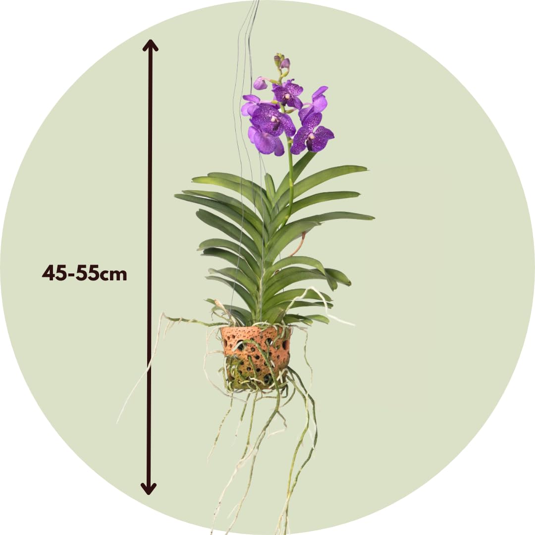 Plant in a Box - Vanda 'Botanica' en pot suspendu en terre cuite - Orchidée - Bleu - ⌀12cm - Hauteur 50cm