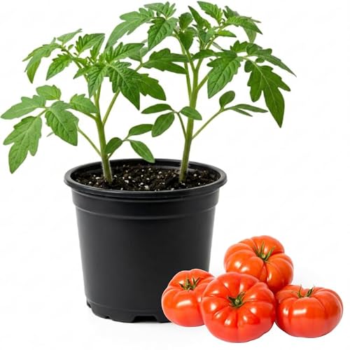 Beefsteak Tomato Plants Live in 4