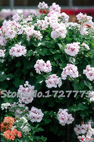 20 Pz * Piante Borsa Geranio Giardino Semi di Fiori Pelargonium Decorazione Esterni Casa Flores Seed Fiori in Vaso economici