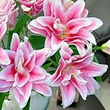 lilien winterhart - unverzichtbare zier für gärten mehrjährig balkon deko für zimmer gewächshaus 5zwiebeln