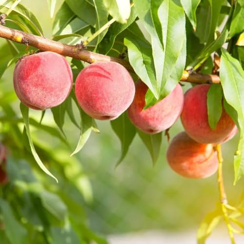 Muda Frutífera de Pêssego Premier Enxertado