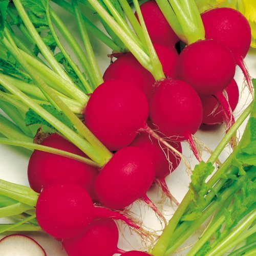 Suttons Seeds 176175 Radish Scarlet Globe Seed