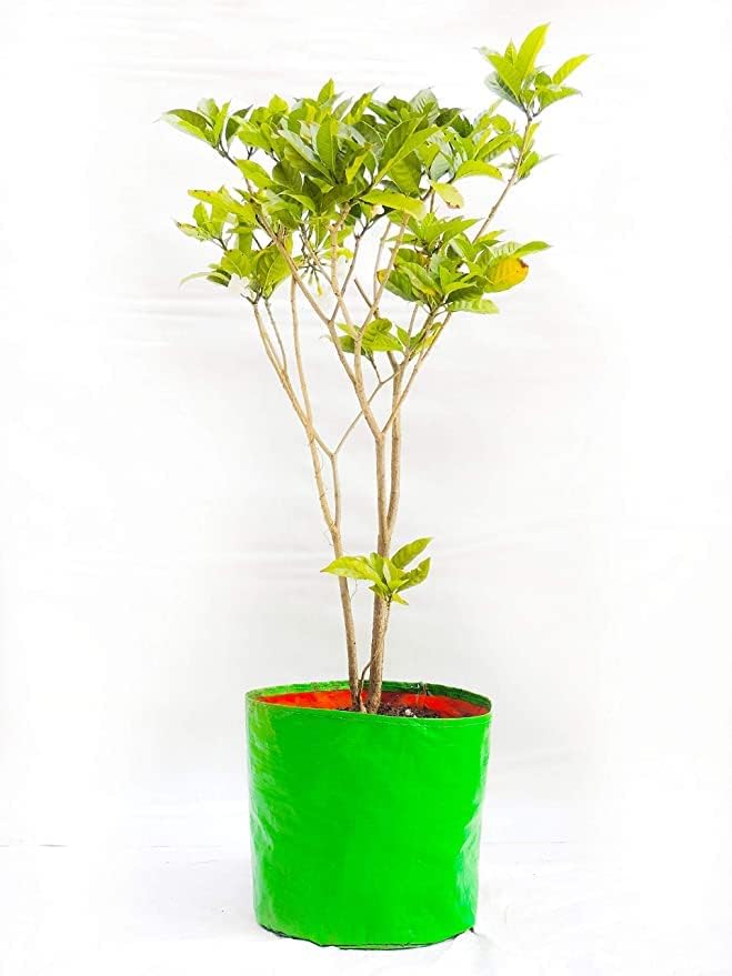 MASHKI HDPE Grow Bags 18"x18" Inches Grow Bags for Home Gardening/Terrace/Balcony Gardening/Vegetable Plants for Home Gardening Big Size (Growbag_18" x18) (B0BBGRNQ78) Amazon Price History, Amazon Price Tracker