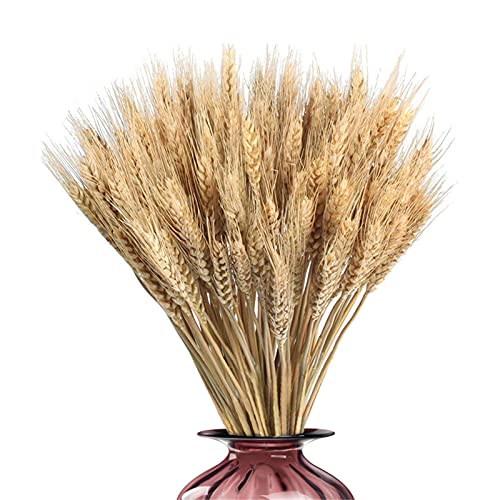 Lot de 100% Naturel Fleurs De Blé Séchées, 45cm Fleur de blé Bouquet tiges de blé séchées epi de blé séché Gerbes de blé séchées pour Maison Table Balcon Mariage Bouquet de Fleurs Vase