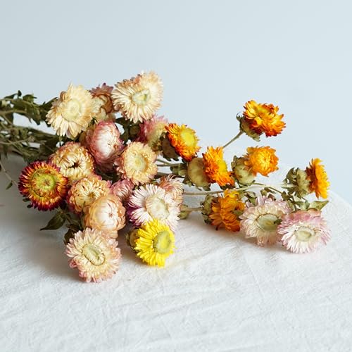 Tallos de flor seca Strawflower para decoración miniatura 4
