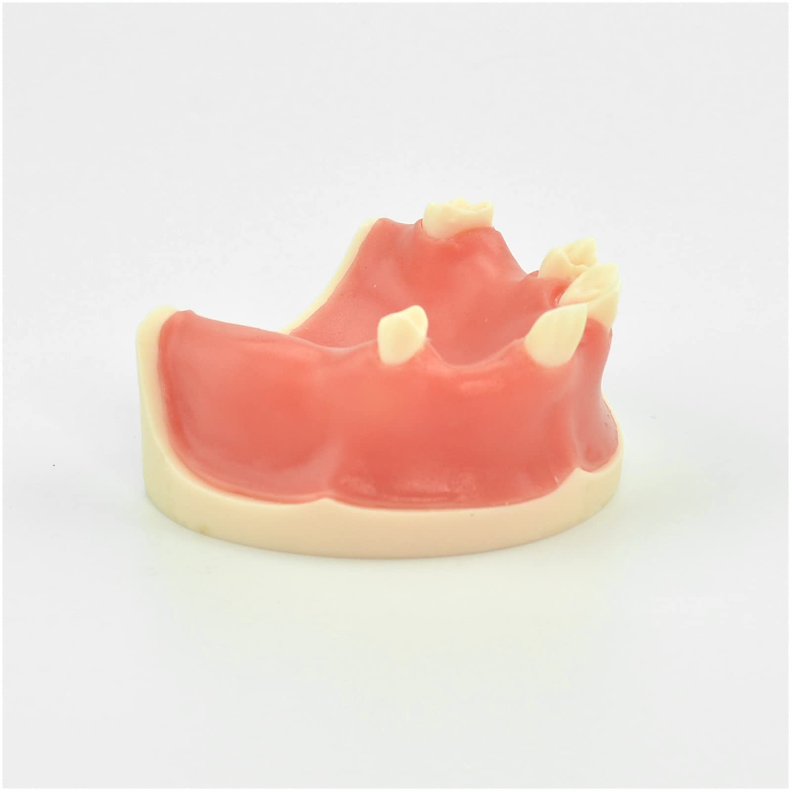Modello di impianto Dentale mascellare - Modello di Studio Modello di Denti per Adulti - Modello didattico Esercizio di sutura implantare Otturazione mascellare Modello di Imp