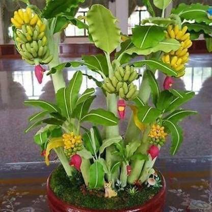 See full amazon price history chart for The Entacloo_Banana Plant_Vk-4_One Healthy Plant In A Plastic Bag_Xspl-M214, Liquid The Entacloo_Banana Plant_Vk-4_One Healthy Plant In A Plastic Bag_Xspl-M214, Liquid (B0B5NBFZLM) Amazon Price History, Amazon Price Tracker