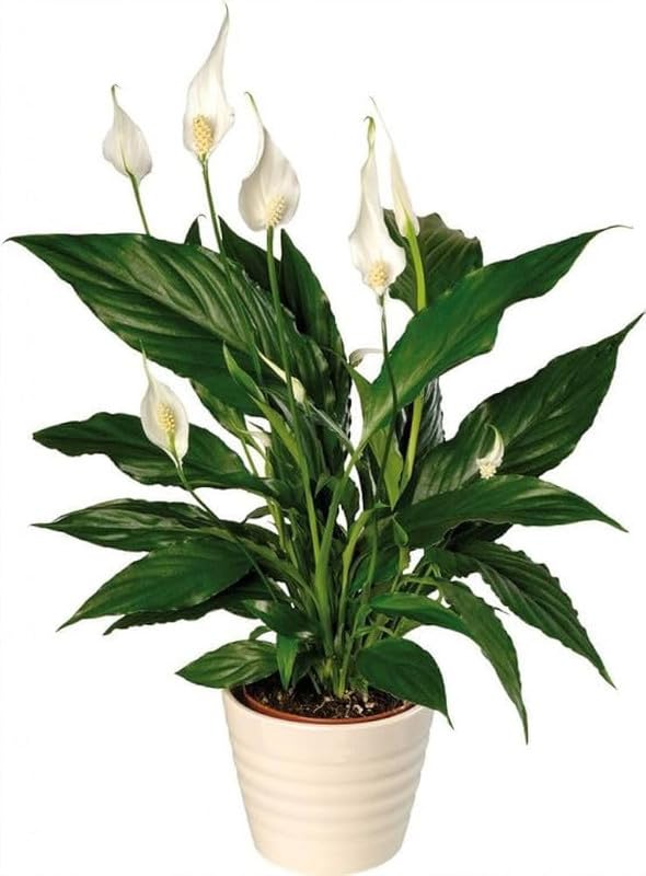 peace lily,pis lily Pack Of 1