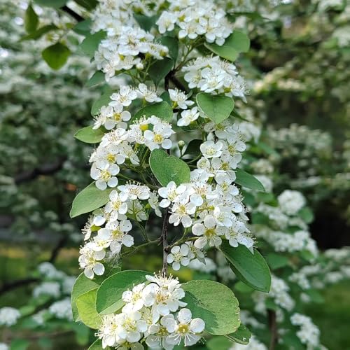 semi di cotoneaster nano da tappeto esotiche resistenti, ornamentali resistenti, arbusti fioriti arbusti, semi di recisi, in vaso all'esterno, 40pcs