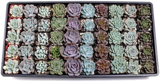Mountain Crest Gardens Echeveria - Paquete de suculentas a granel  50 plantas de roseta vivas, 5 de cada una de 10 variedades, enraizadas en macetas