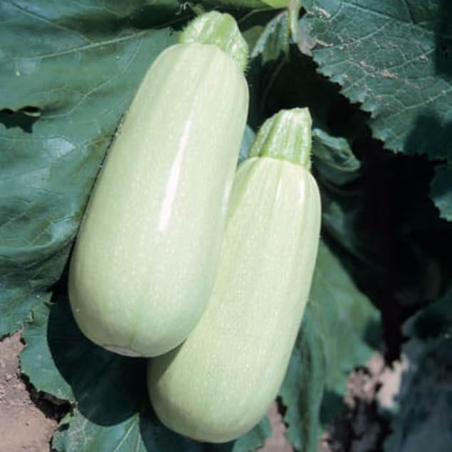 Semillas de calabaza Lungo Bianco para plantar (10 semillas)