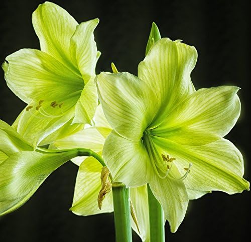 Lemon Sorbet Amaryllis, Beautiful Flowers, Blooming Sized Bulb, Easy to grow