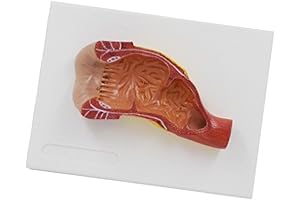 Human Rectal Anatomical Model for Kids: Understand the Enema Process