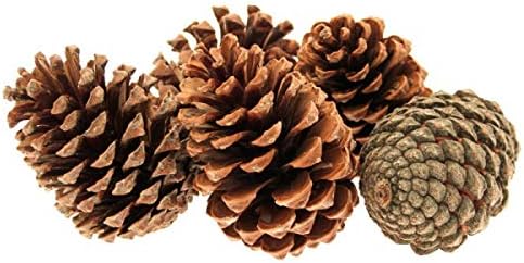 8 Large Maritime Pine Cones