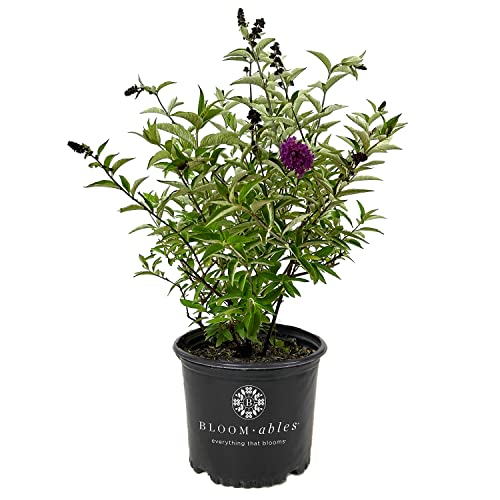 Flutterby Petite Tutti Fruitti Pink Butterfly Bush 3 gal
