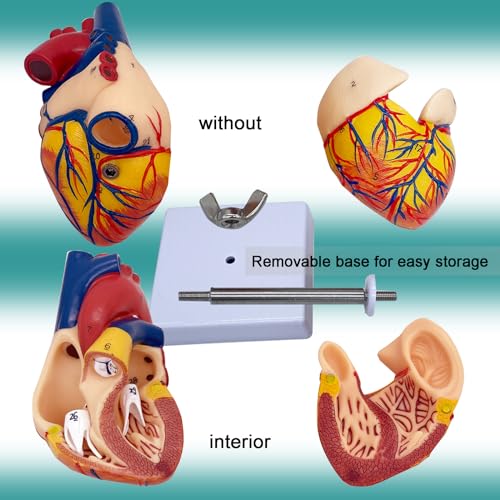 Image of Basook Human Heart Model - 2-in-1 Design, True-to-Life Scale, 34 Anatomically Numbered Structures, Magnetic Connection, for Medical and Biological Teaching