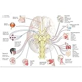 GREATBIGCANVAS Cranial Nerves. Nervous System Fine Art Poster Print, Home Decor Artwork, 18'x12'